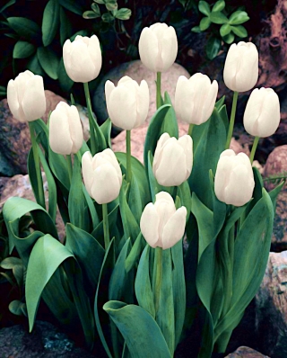 Tulipaner White Dream - pakke med 5 stk - Tulipa White Dream