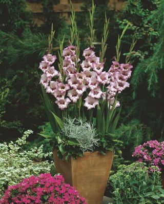 Gladiolus Vera Lynn - 5 gab.; zobenu lilija - 