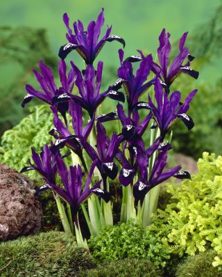 Ирис Ботаницал Пурпле Гем - 10 сијалица - Iris reticulata