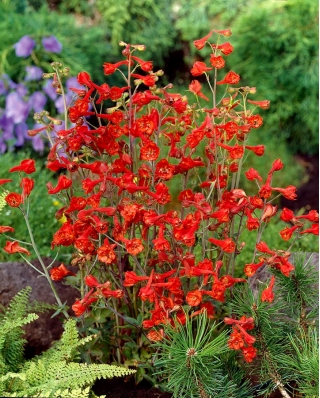 Rittersporn Orange-Rot – Delphinium nudicaule - 80 Samen