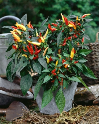 Home Garden - Mix de variedades de pimenta - para cultivo em ambientes internos e varandas - Capsicum annum - sementes