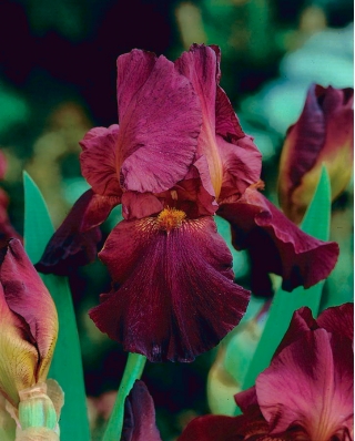 아이리스 germanica 다크 레드 - bulb / tuber / root - Iris germanica