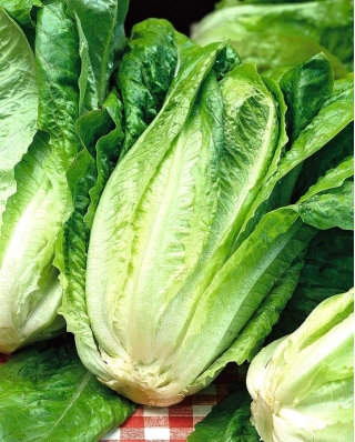 Romaine lettuce "Lentissima a Montare 3" - pale green - 950 seeds