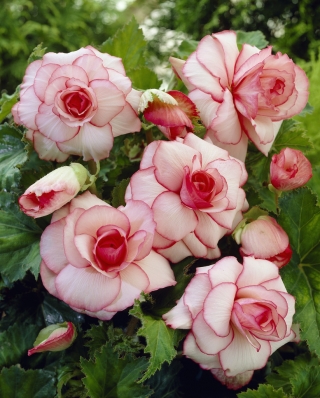 White-pink begonia - Picotee White - 2 buah - 