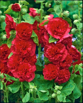 Rose trémière - Red - Rouge - Althaea rosea