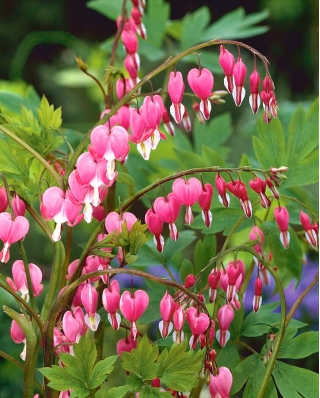 Dicentra、出血ハートローズ - 球根/塊茎/根 - Dicentra spectabilis