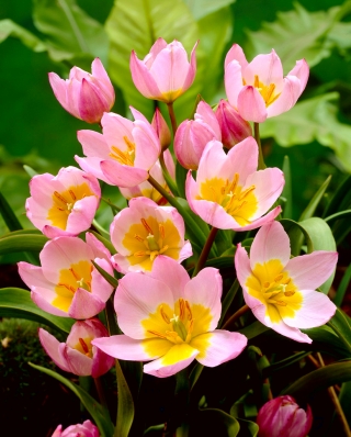 Tulipano botanico - Lilac Wonder - confezione grande! - 50 pz