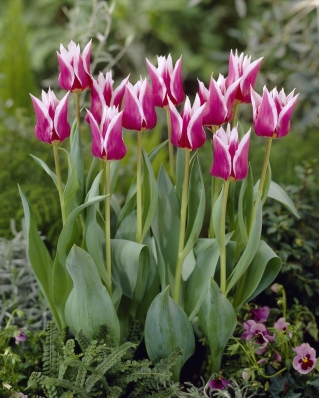 Tulipa com flor de lírio Claudia - pacote grande - 50 unidades