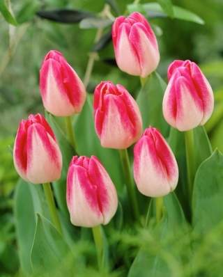 Tulip 'Page Polka' - pacote grande - 50 unidades