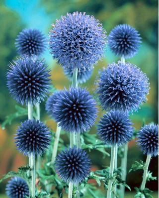 Taplow Blue chardon bleu glandulaire - fleurs bleu ciel