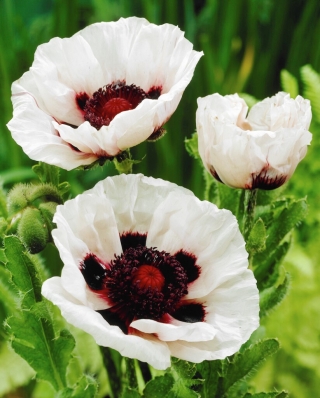 Perry's White Oriental Poppy - 1 st