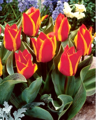 Engadinski tulipan - 5 kosov