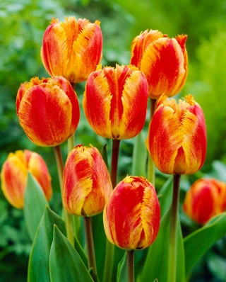 Rojtos napforduló tulipán - XXXL csomag 250 db.
