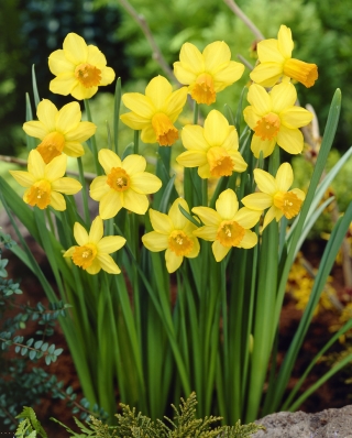 Narcissus Jetfire - Daffodil Jetfire - XXXL pachet 250 buc.