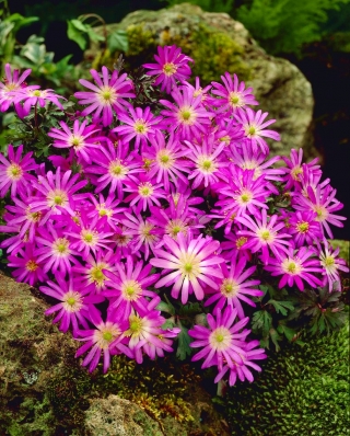 Anémona de los Balcanes - Violet Star - Paquete XXXL - 400 piezas; Windflower griego, windflower de invierno