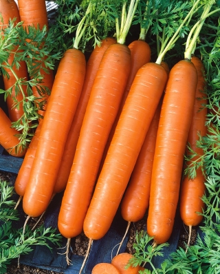 Cà rốt "Touchon" - một giống vừa sớm có thể được trồng trong chậu - 