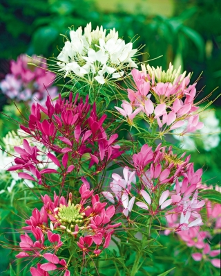 Cleome mixed seeds - Cleome spinosa - 450 seeds