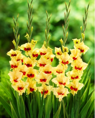 Gladiolus - Gladiolus 'Safari' - stor pakke - 50 stk