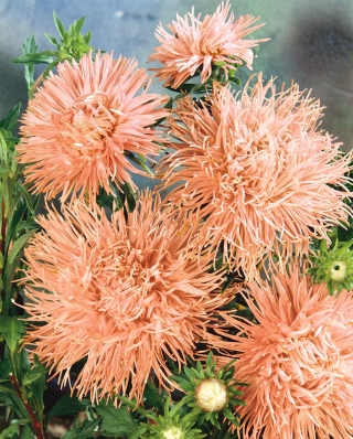 إبرة الوردي البرتقالي إبرة الصين أستر ، أستر السنوي - 500 البذور - Callistephus chinensis  - ابذرة