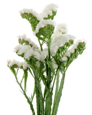 Baltos spalvos sėklų sėklos - Limonium sinuatum - 105 sėklos