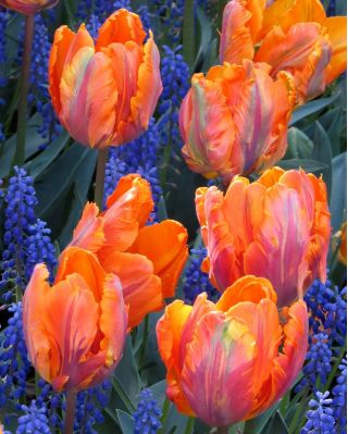 Tulipa princezná Irene Parrot - Tulip Princezná Irene Parrot - 5 cibuľky - Tulipa Prinses Irene Parrot