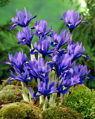 虹膜植物和谐 -  10个洋葱 - Iris reticulata