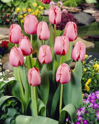 郁金香粉红色印象 - 郁金香粉红色印象 -  5个洋葱 - Tulipa Pink Impression