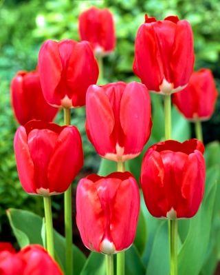 Tulipa τραγούδι άνοιξη - τραγούδι άνοιξη τραγούδι - 5 βολβοί - Tulipa Spring Song