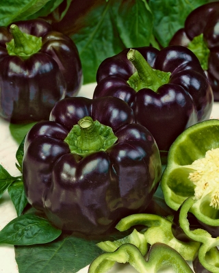 Tatlı biber 'Zulu' - tarlada ekim için siyah, blok şeklinde -  Capsicum annuum - tohumlar