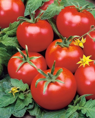 Tomato "Penduline Tits F1" - for greenhouse and under cover cultivation