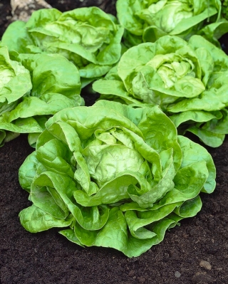 Butterhead lettuce "Athena" - for greenhouse cultivation - 900 seeds