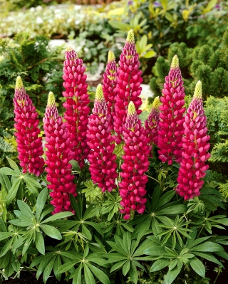 Staude - lupin - The Pages - 90 frø - Lupinus polyphyllus