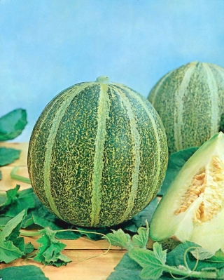 Melon - Model - 45 seemned - Cucumis melo L.