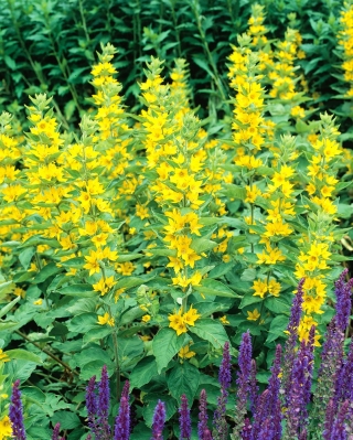 Dotted loosestrife, Large yellow loosestrife, Spotted loosestrife - 900 frön - Lysimachia punctata