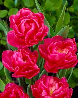 May Wonder tulip - 5 ชิ้น - Tulipa May Wonder