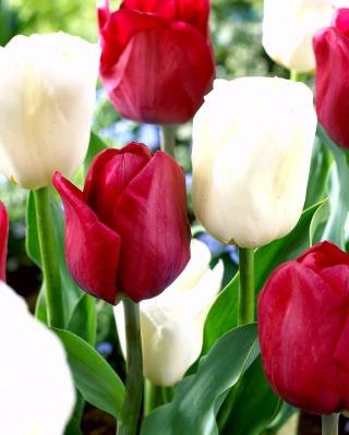 Komplet 2 sorte tulipanov 'White Dream' + 'Ile de France' - 50 kosov