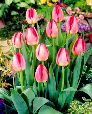 Tulip 'Judith Leyster' - large package - 50 pcs