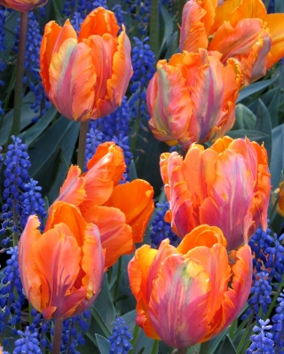 Tulip 'Prinses Irene Parrot' - paquete grande - 50 piezas