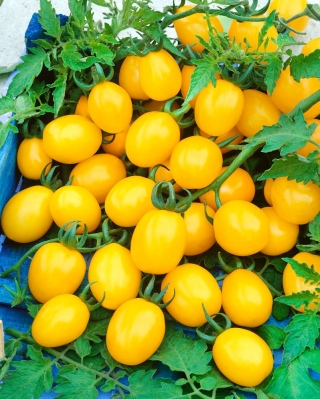 Ντομάτα "Citrus Grape" - μικροσκοπικά, κίτρινα φρούτα, μέχρι 75 σε ένα μάτσο! - Lycopersicon esculentum Mill  - σπόροι