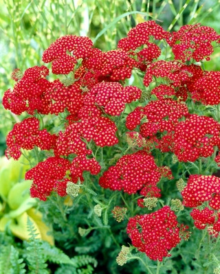 Common yarrow "Red Velvet" - vividly red blooms -  large package! - 10 pcs