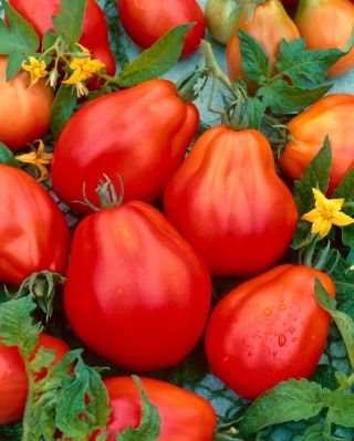 Tomat tinggi "Pir Merah" - 120 biji - Lycopersicon esculentum Mill 