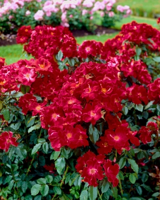 Пурпурно червена пейзажна роза - разсад - 