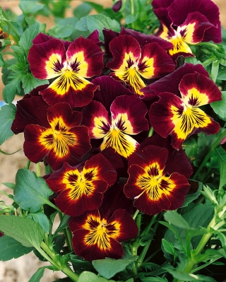 Stemorsblomst - Viola x wittrockiana - brun - 320 frø - gul