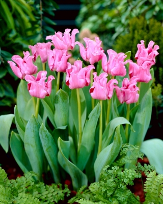 Obrázkový tulipán - 5 ks