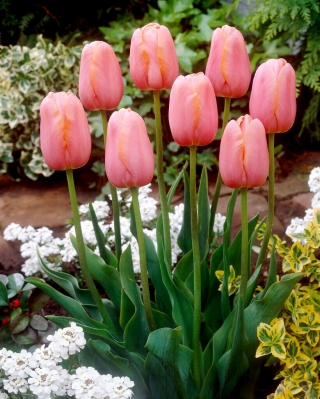 Tulipa Menton - pacote de 5 peças