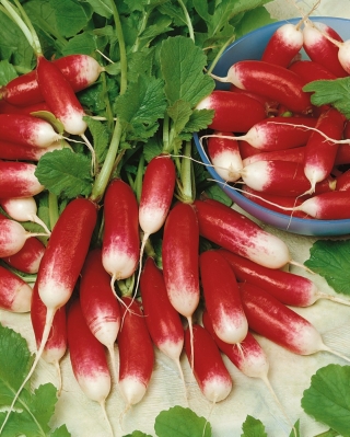 Radise 'Flamboyant 3' - rød med hvid spids - frø (Raphanus sativus)