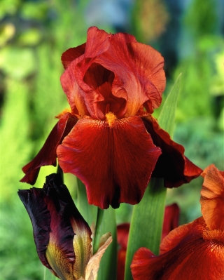 Giaggiolo, Iris germanica „Sultan's Palace” - Confezione grande - 10 unità