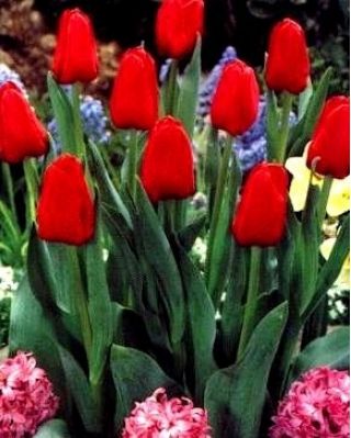 Tulpės Hollandia - pakuotėje yra 5 vnt - Tulipa Hollandia