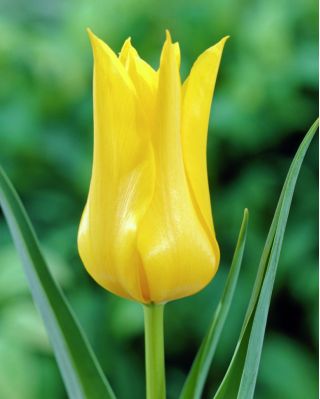 Tulipa West Point - Tulip West Point - 5 bebawang