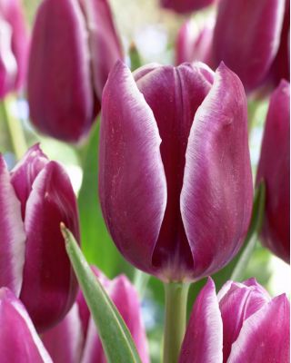Tulipe Arabian Mystery - paquet de 5 pièces - Tulipa Arabian Mystery